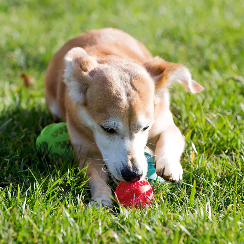 Puppify | Dental Dog Treat Chew Toy