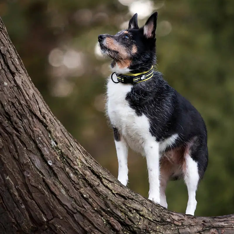 Puppify | Truelove Safety Dog Collar