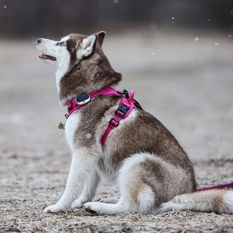 Puppify | Truelove No-Pull Safety Dog Harness + Leash Bundle