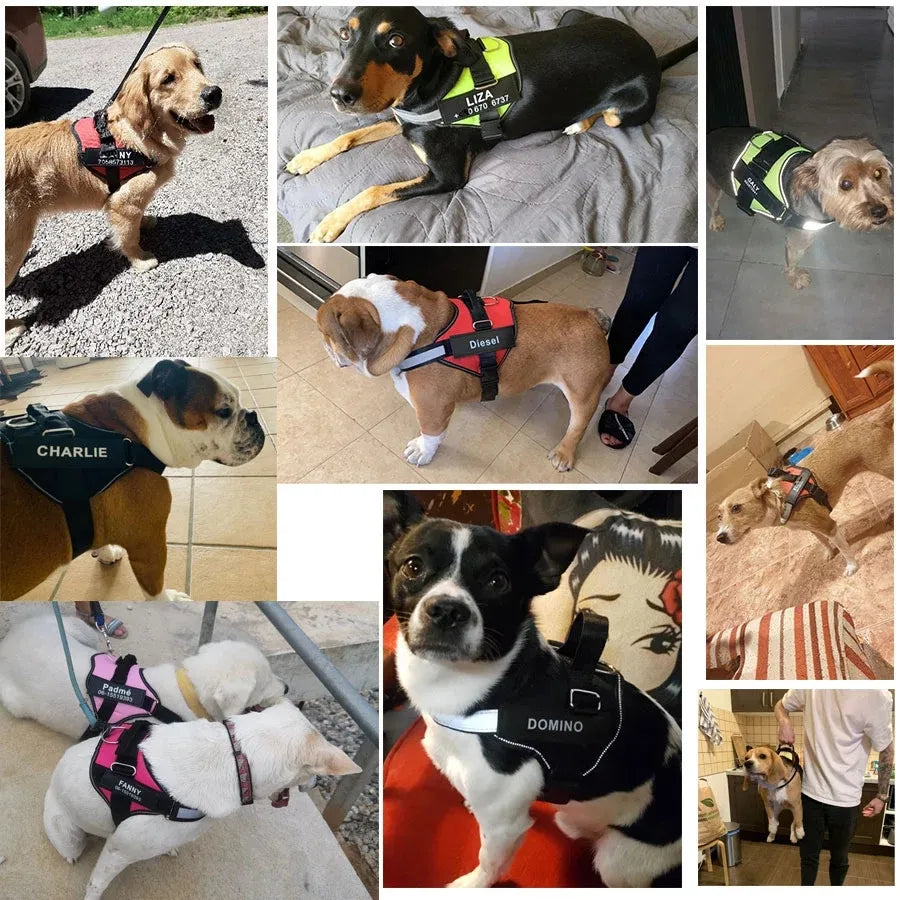 Puppify | Custom ID Dog Harness